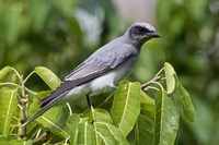   Campephagidae